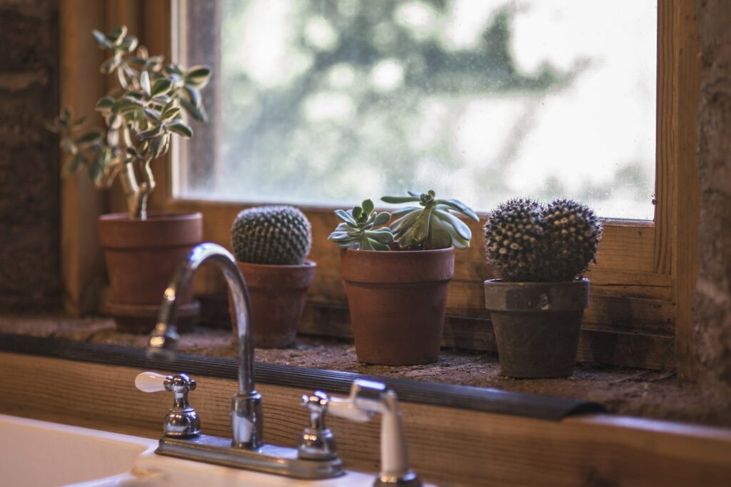 cactus, kitchen, design-2556000.jpg